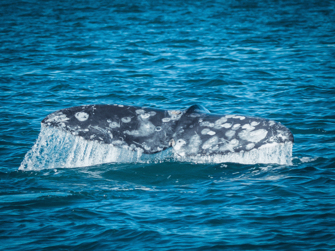 Whale-Fluke-at-Magdalena-1